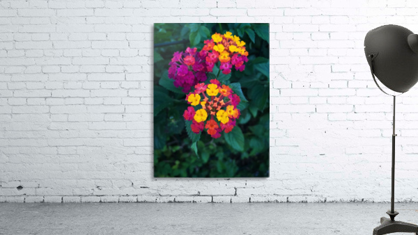 A beautiful flowers Wall Preview