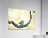 On my branch Acrylic Print