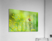 ladybug Acrylic Print