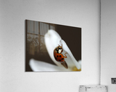 Ladybug and white flower Acrylic Print