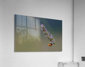 Ladybug nymph Acrylic Print