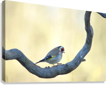 On my branch Canvas Print