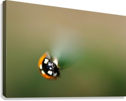 ladybug macro photography Canvas Print