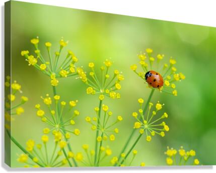 ladybug Canvas Print
