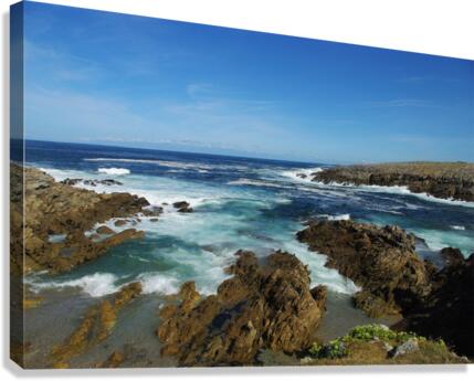 Wild side Canvas Print
