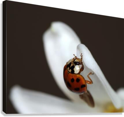 Ladybug and white flower Canvas Print
