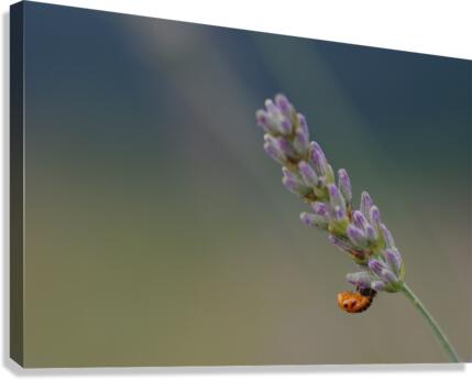 Ladybug nymph Canvas Print