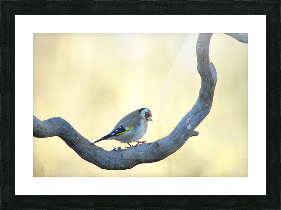 On my branch Picture Frame print