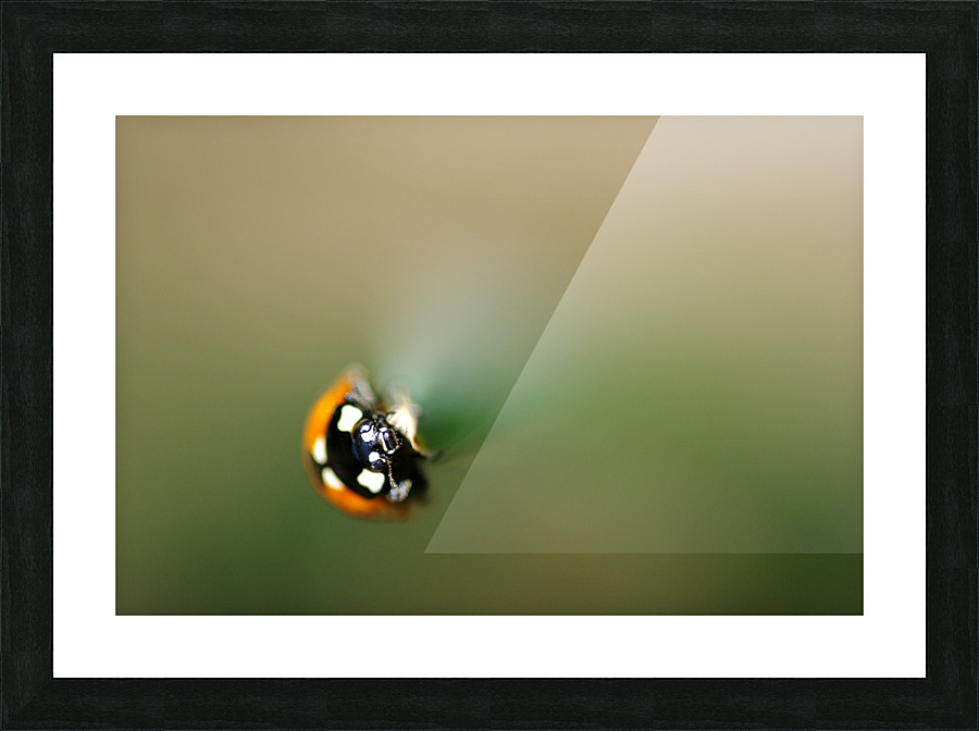 ladybug macro photography Picture Frame print