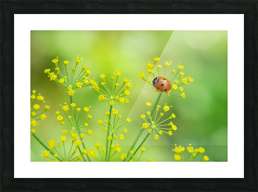 ladybug Picture Frame print