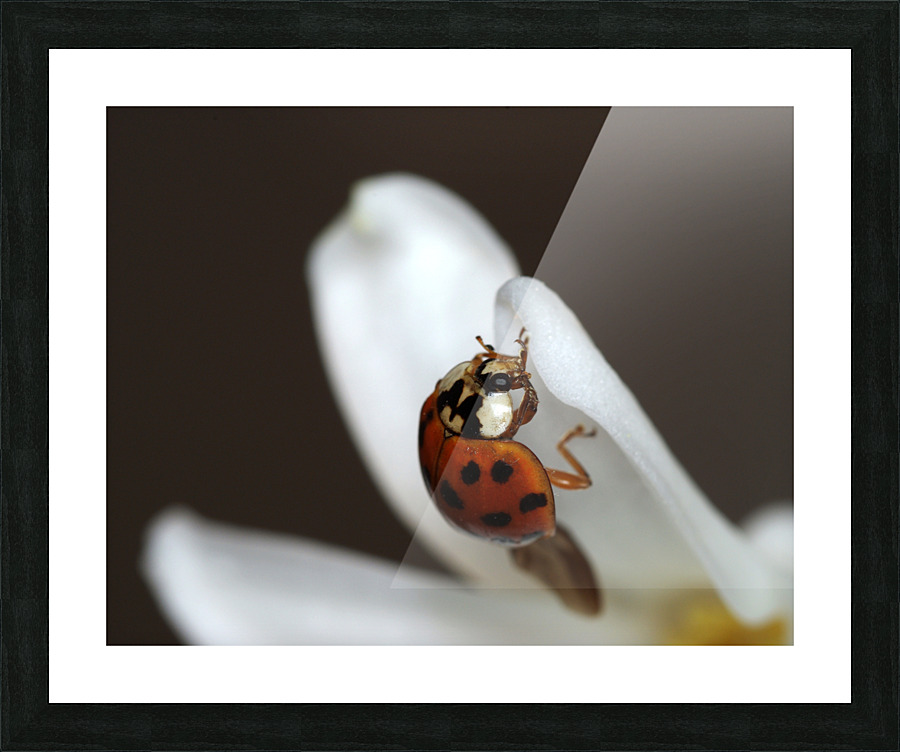 Ladybug and white flower Picture Frame print