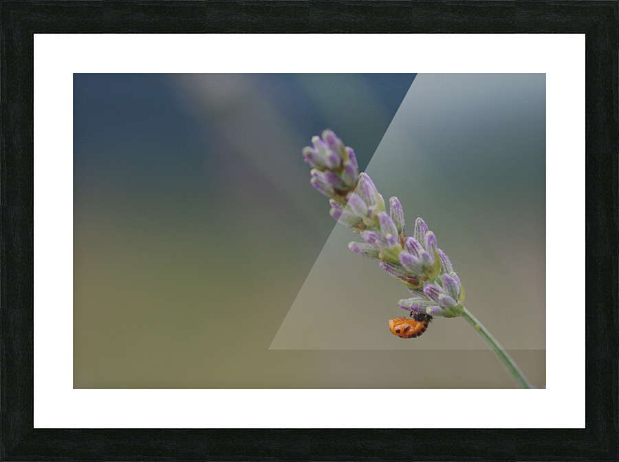 Ladybug nymph Picture Frame print