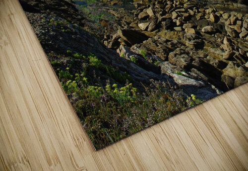 Atlantic ocean Naturapix puzzle