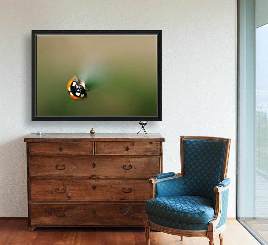 ladybug macro photography Reproduction