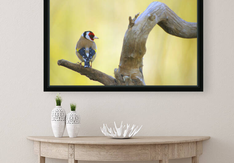 European goldfinch by Naturapix