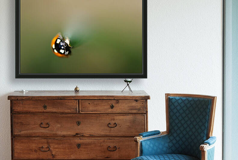 ladybug macro photography Reproduction