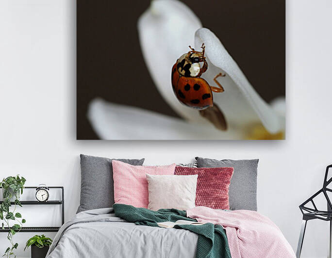 Ladybug and white flower by Naturapix