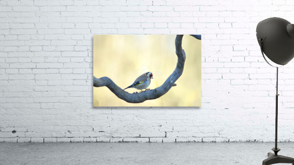 On my branch Wall Preview