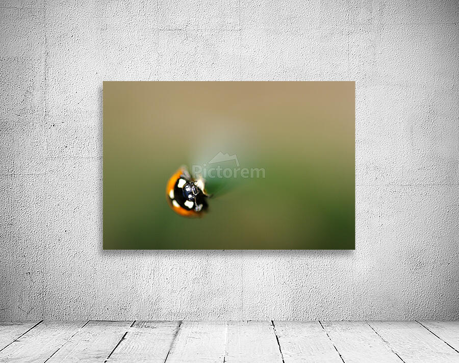 ladybug macro photography Wall Preview