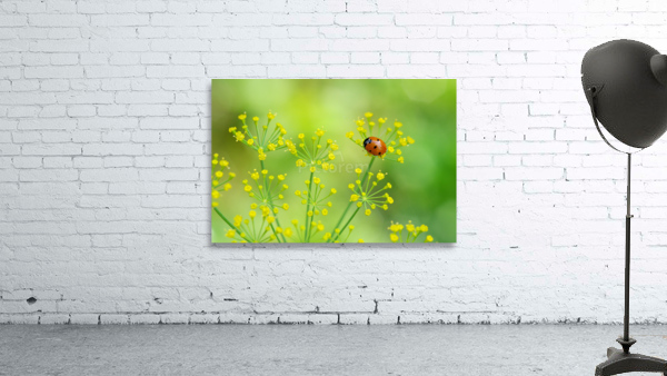 ladybug Wall Preview
