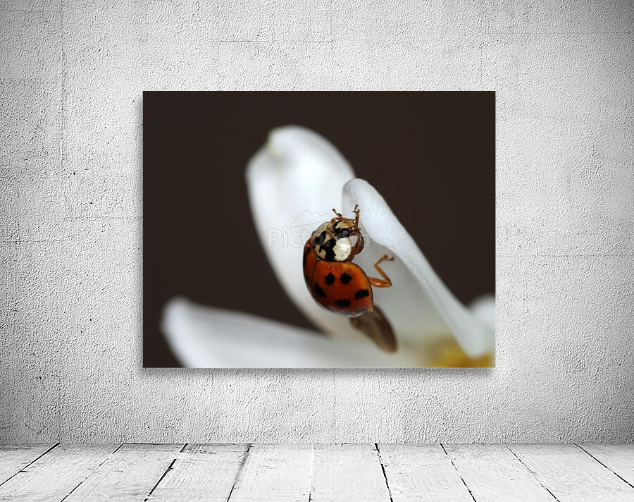 Ladybug and white flower Wall Preview
