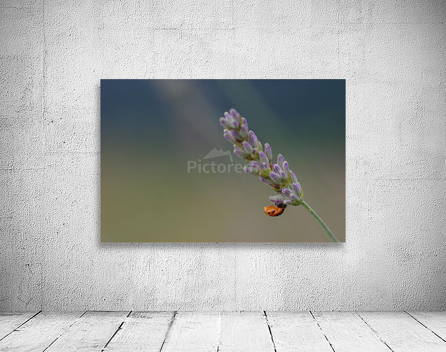 Ladybug nymph Wall Preview