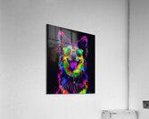 Australian Cattle dog Acrylic Print