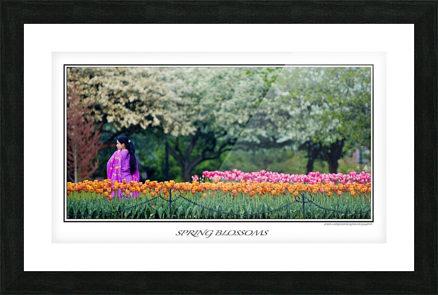 Spring Blossoms Picture Frame print