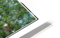 Spring Blossoms HD Metal print