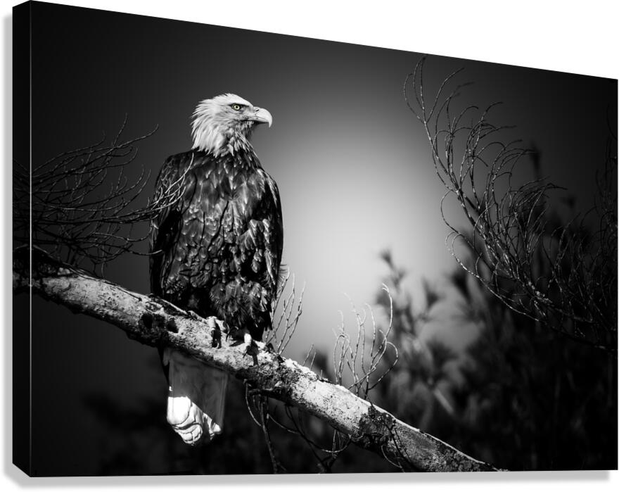 Bald Eagle BW Canvas Print