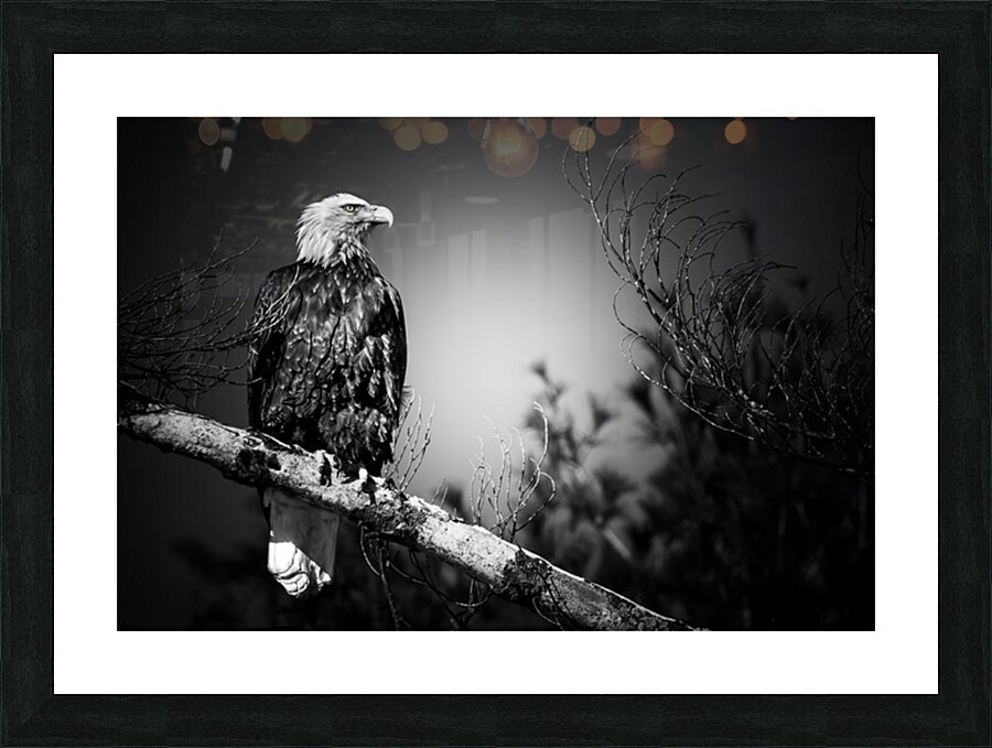 Bald Eagle BW Picture Frame print