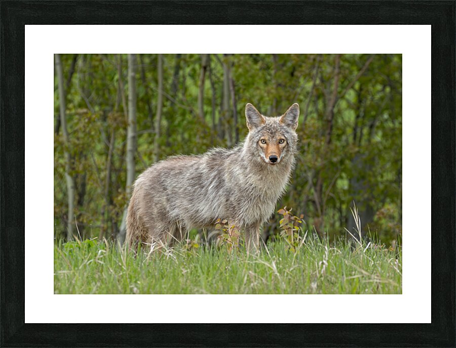Beautiful Coyote Picture Frame print