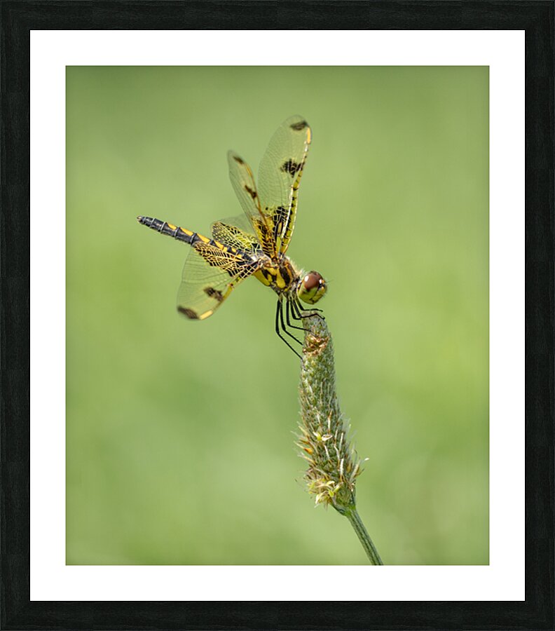 Dragonfly Picture Frame print