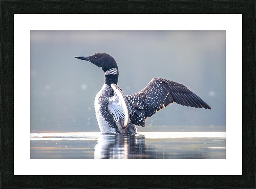 Common Loon stretch Picture Frame print