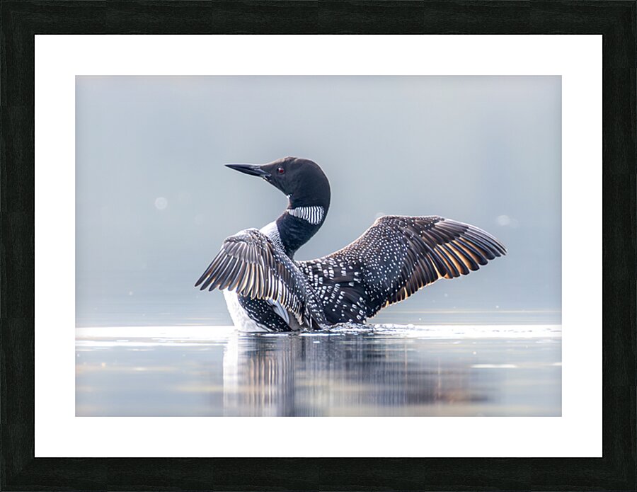 Common Loon Stretch 2 Picture Frame print
