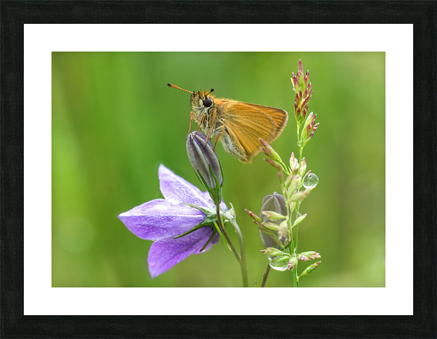 European Skipper Picture Frame print