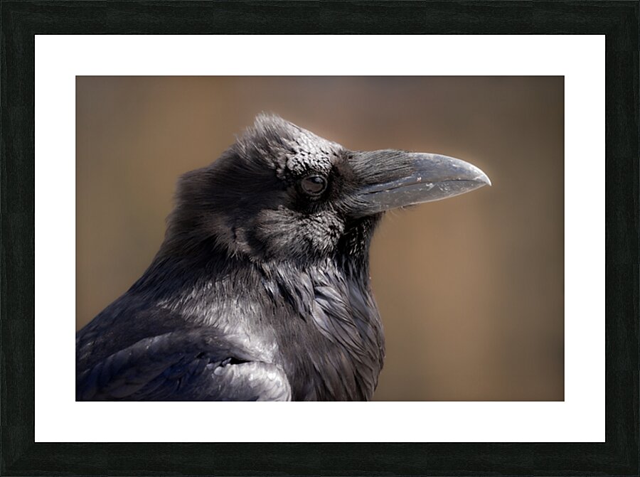 Raven portrait Picture Frame print