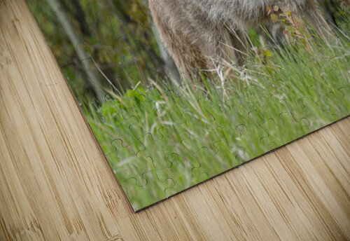 Beautiful Coyote Michelle Ainslie puzzle