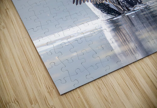 Common Loon Stretch 2 Michelle Ainslie puzzle