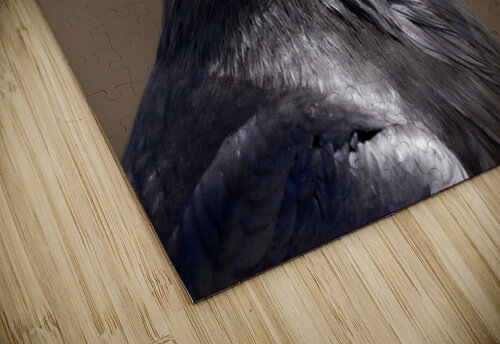 Raven portrait Michelle Ainslie puzzle