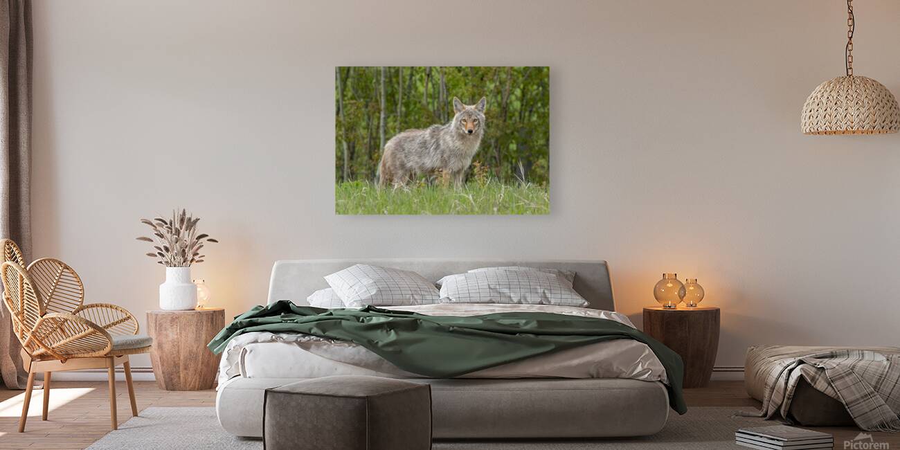 Beautiful Coyote Reproduction