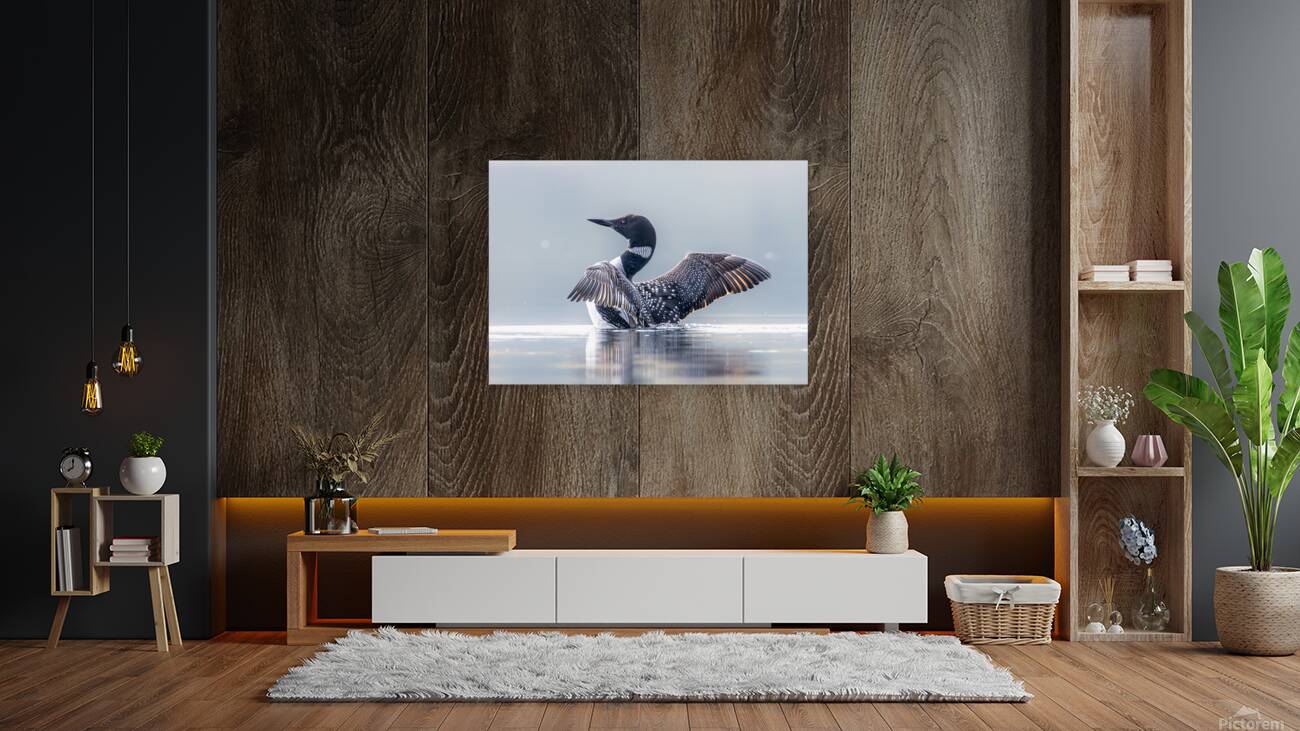 Common Loon Stretch 2 Reproduction