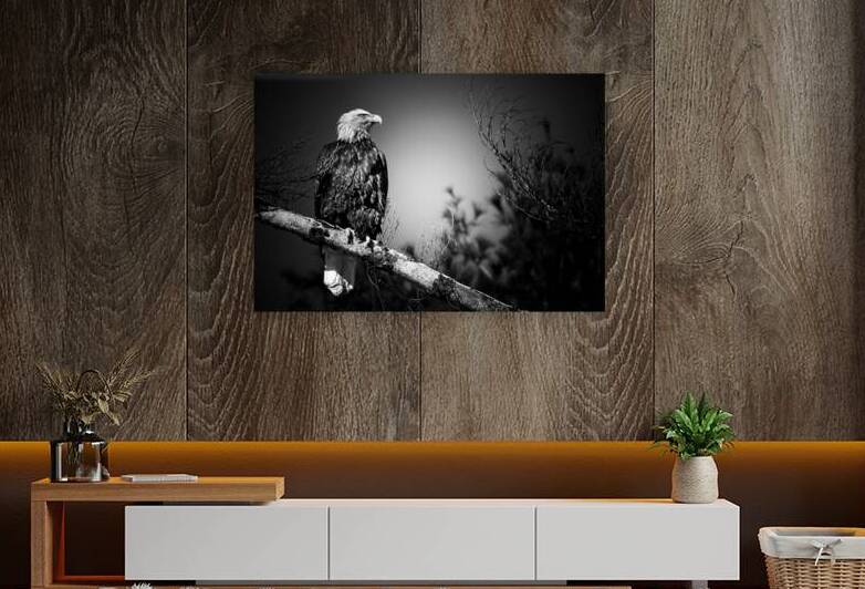 Bald Eagle BW Reproduction