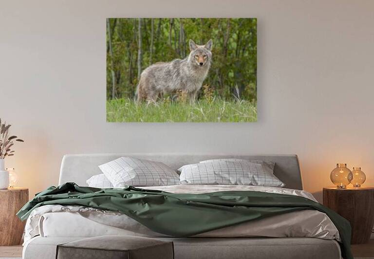 Beautiful Coyote Reproduction