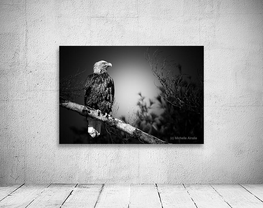 Bald Eagle BW Wall Preview