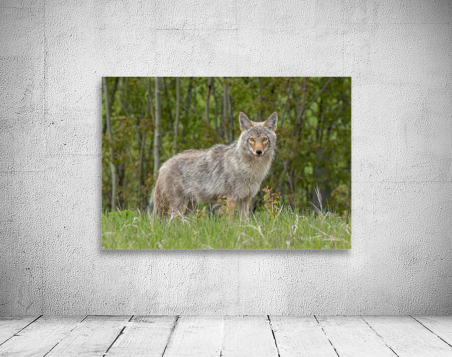 Beautiful Coyote Wall Preview