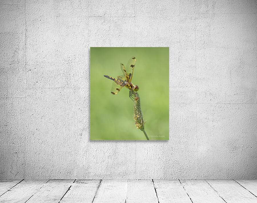 Dragonfly Wall Preview