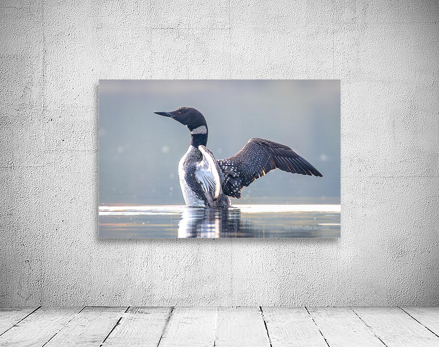 Common Loon stretch Wall Preview