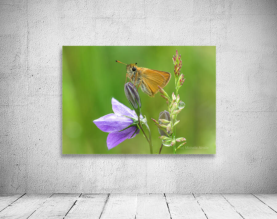 European Skipper Wall Preview
