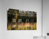 Grasses in evening light  Acrylic Print